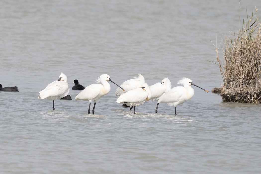 Eurasian Spoonbill